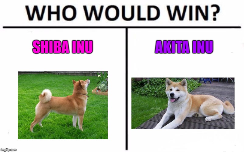 Who Would Win? | SHIBA INU; AKITA INU | image tagged in memes,who would win,shiba inu,akita inu | made w/ Imgflip meme maker
