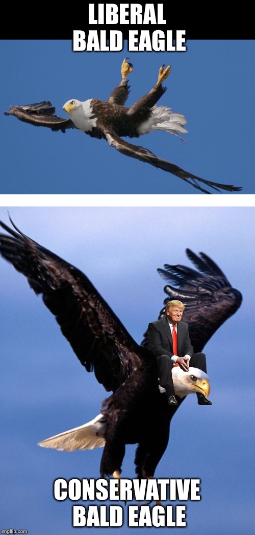 Liberal bald eagle vs conservative bald eagle | LIBERAL BALD EAGLE; CONSERVATIVE BALD EAGLE | image tagged in donald trump | made w/ Imgflip meme maker