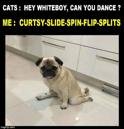 image tagged in pugs,puppy,dance,white guy,cats,dog | made w/ Imgflip meme maker