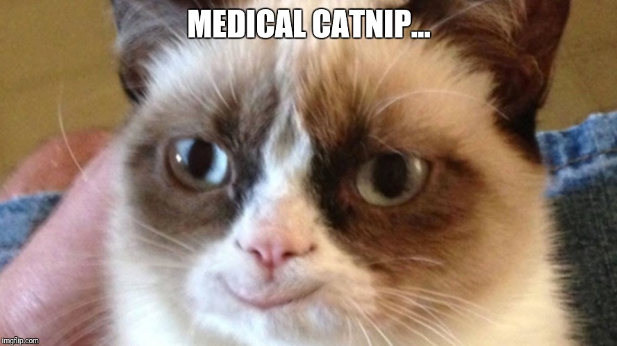 Grumpy Happy Cat | MEDICAL CATNIP... | image tagged in grumpy happy cat,happy cat,grumpy cat,meme,memes | made w/ Imgflip meme maker