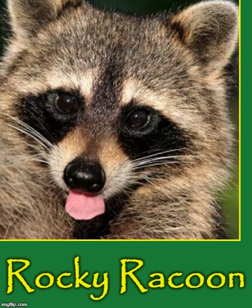 50th Anniversary of the Beatles' White Album | Rocky Racoon | image tagged in vince vance,rocky racoon,the beatles,the white album,animal meme,cute animals | made w/ Imgflip meme maker