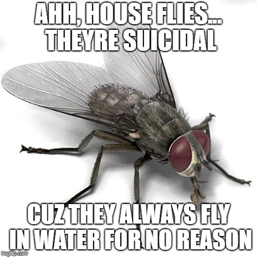 Scumbag House Fly | AHH, HOUSE FLIES... THEYRE SUICIDAL; CUZ THEY ALWAYS FLY IN WATER FOR NO REASON | image tagged in scumbag house fly | made w/ Imgflip meme maker