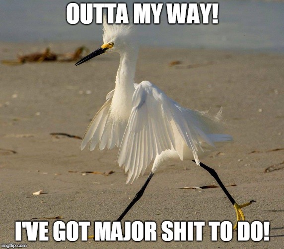 birdy | OUTTA MY WAY! I'VE GOT MAJOR SHIT TO DO! | image tagged in birdy | made w/ Imgflip meme maker