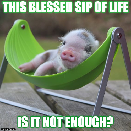 DMB Pig | THIS BLESSED SIP OF LIFE; IS IT NOT ENOUGH? | image tagged in dmb,dave matthews band,pig,this blessed sip of life is it not enough,baby pig | made w/ Imgflip meme maker