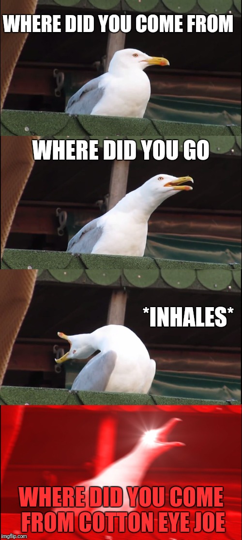 Inhaling Seagull | WHERE DID YOU COME FROM; WHERE DID YOU GO; *INHALES*; WHERE DID YOU COME FROM COTTON EYE JOE | image tagged in memes,inhaling seagull | made w/ Imgflip meme maker