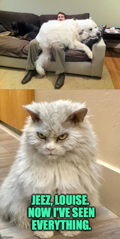 Pompous Albert Loses His Favourite Spot On The Couch | JEEZ, LOUISE. NOW I'VE SEEN EVERYTHING. | image tagged in pompous albert | made w/ Imgflip meme maker