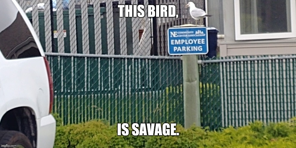 Savage bird. | THIS BIRD, IS SAVAGE. | image tagged in savage,bird | made w/ Imgflip meme maker