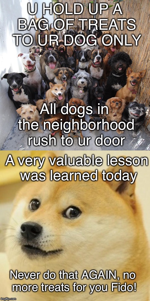 What you should NEVER do | U HOLD UP A BAG OF TREATS TO UR DOG ONLY; All dogs in the neighborhood rush to ur door; A very valuable lesson was learned today; Never do that AGAIN, no more treats for you Fido! | image tagged in dog,memes | made w/ Imgflip meme maker
