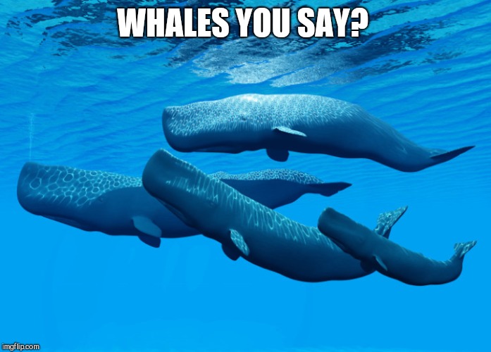 WHALES YOU SAY? | made w/ Imgflip meme maker