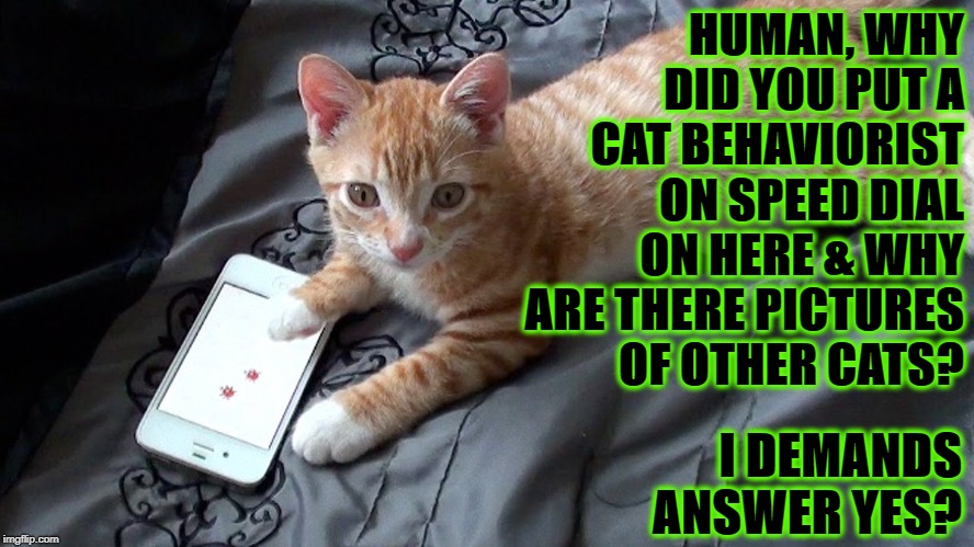 HUMAN, WHY DID YOU PUT A CAT BEHAVIORIST ON SPEED DIAL ON HERE & WHY ARE THERE PICTURES OF OTHER CATS? I DEMANDS ANSWER YES? | image tagged in busted human | made w/ Imgflip meme maker