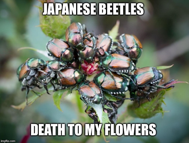 JAPANESE BEETLES DEATH TO MY FLOWERS | made w/ Imgflip meme maker