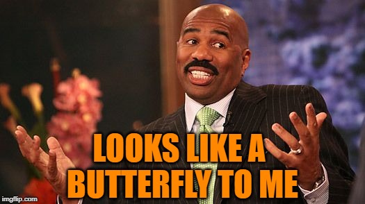 shrug | LOOKS LIKE A BUTTERFLY TO ME | image tagged in shrug | made w/ Imgflip meme maker