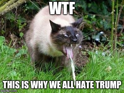 Cat Barfing | WTF THIS IS WHY WE ALL HATE TRUMP | image tagged in cat barfing | made w/ Imgflip meme maker
