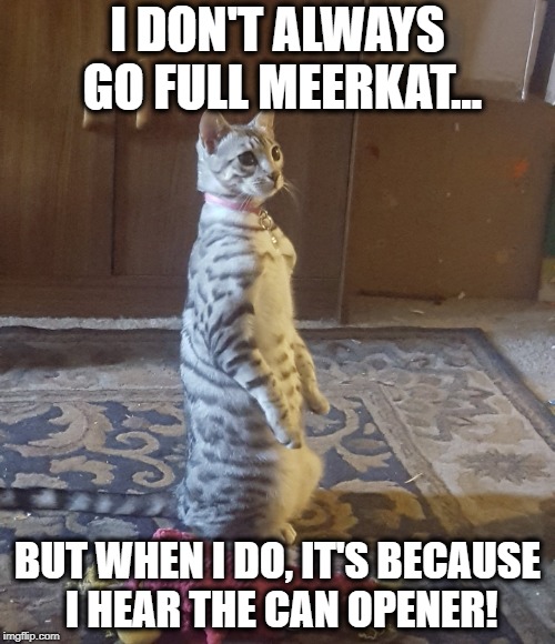 Meerkat |  I DON'T ALWAYS GO FULL MEERKAT... BUT WHEN I DO, IT'S BECAUSE I HEAR THE CAN OPENER! | image tagged in meerkat,meerkats,cat,cats,funny cats | made w/ Imgflip meme maker