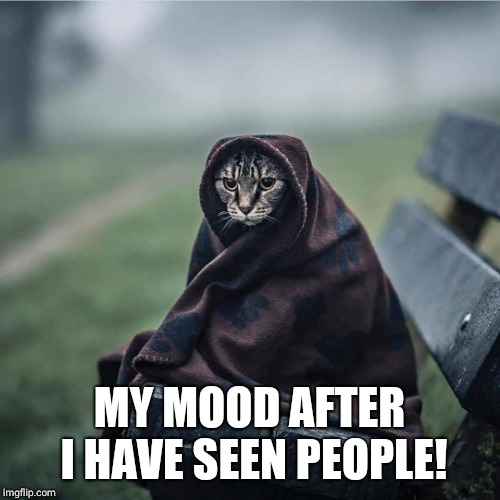 Sombre cat | MY MOOD AFTER I HAVE SEEN PEOPLE! | image tagged in grumpy cat,memes,stupid people | made w/ Imgflip meme maker
