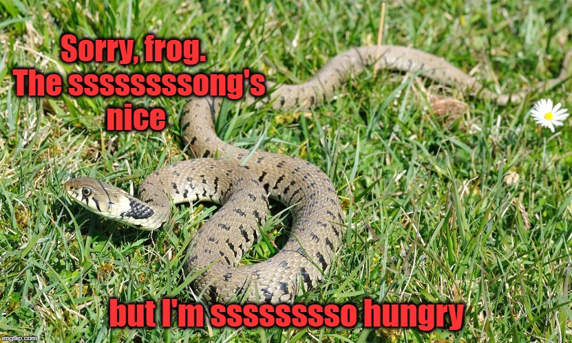 Sorry, frog.  The ssssssssong's nice but I'm sssssssso hungry | made w/ Imgflip meme maker