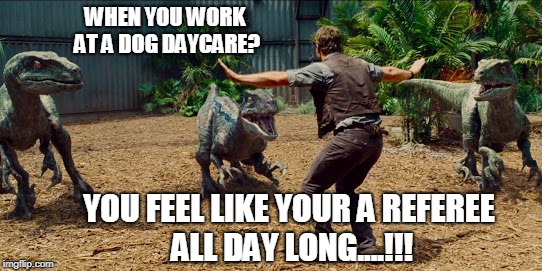 Dog Daycare Referee... | WHEN YOU WORK AT A DOG DAYCARE? YOU FEEL LIKE YOUR A REFEREE ALL DAY LONG....!!! | image tagged in chris pratt raptors | made w/ Imgflip meme maker