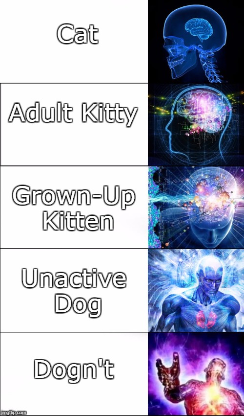 Cat | Cat; Adult Kitty; Grown-Up Kitten; Unactive Dog; Dogn't | image tagged in dogn't | made w/ Imgflip meme maker