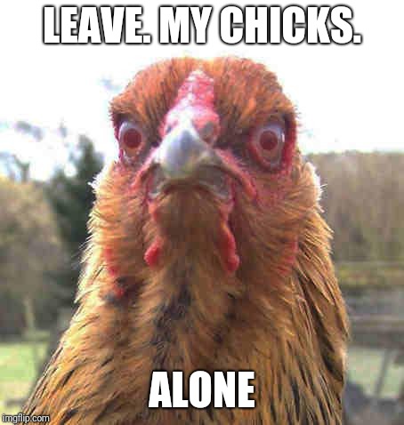 revenge chicken | LEAVE. MY CHICKS. ALONE | image tagged in revenge chicken | made w/ Imgflip meme maker