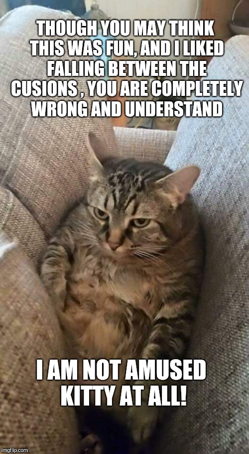 Kitty not Amused | THOUGH YOU MAY THINK THIS WAS FUN, AND I LIKED FALLING BETWEEN THE CUSIONS , YOU ARE COMPLETELY WRONG AND UNDERSTAND; I AM NOT AMUSED KITTY AT ALL! | image tagged in cats,funny cats | made w/ Imgflip meme maker