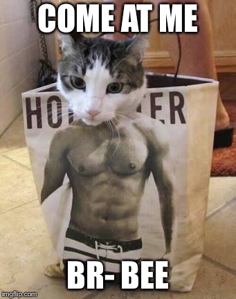 Muscle cat | COME AT ME BR- BEE | image tagged in muscle cat | made w/ Imgflip meme maker
