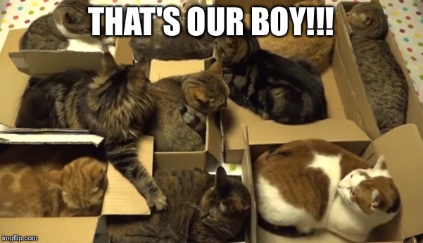 Cats in Boxes | THAT'S OUR BOY!!! | image tagged in cats in boxes | made w/ Imgflip meme maker