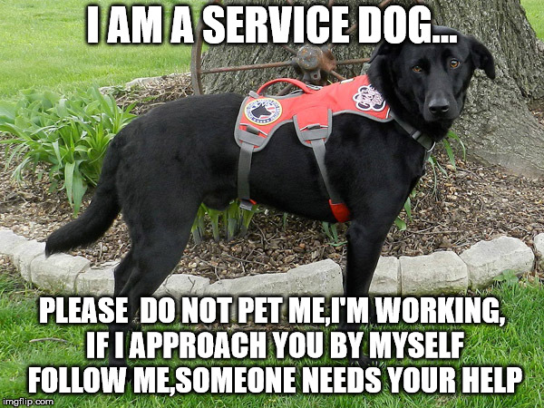 Public announcement  | I AM A SERVICE DOG... PLEASE  DO NOT PET ME,I'M WORKING, IF I APPROACH YOU BY MYSELF FOLLOW ME,SOMEONE NEEDS YOUR HELP | image tagged in service,dog | made w/ Imgflip meme maker