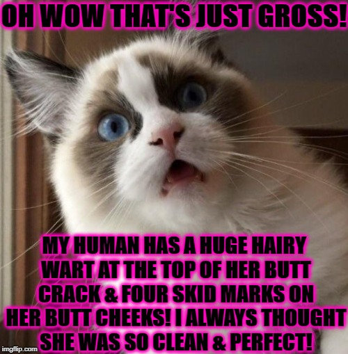SHOCKED KITTY | OH WOW THAT'S JUST GROSS! MY HUMAN HAS A HUGE HAIRY WART AT THE TOP OF HER BUTT CRACK & FOUR SKID MARKS ON HER BUTT CHEEKS! I ALWAYS THOUGHT SHE WAS SO CLEAN & PERFECT! | image tagged in shocked kitty | made w/ Imgflip meme maker