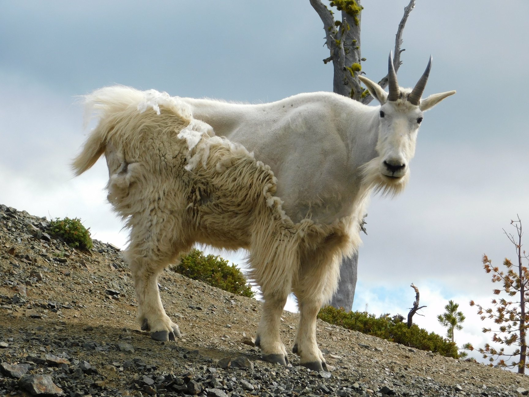 Topless Goat Blank Meme Template