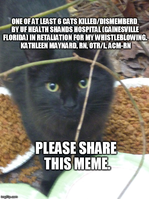 ONE OF AT LEAST 6 CATS KILLED/DISMEMBERD BY UF HEALTH SHANDS HOSPITAL (GAINESVILLE FLORIDA) IN RETALIATION FOR MY WHISTLEBLOWING. 
KATHLEEN MAYNARD, RN, OTR/L, ACM-RN; PLEASE SHARE THIS MEME. | image tagged in ufhealth ufhealthshands catkillers cats whatelsearetheyhiding | made w/ Imgflip meme maker
