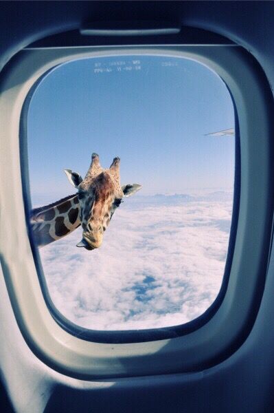 Giraffe Window Airplane 1 Blank Meme Template