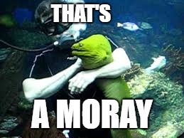 THAT'S A MORAY | made w/ Imgflip meme maker