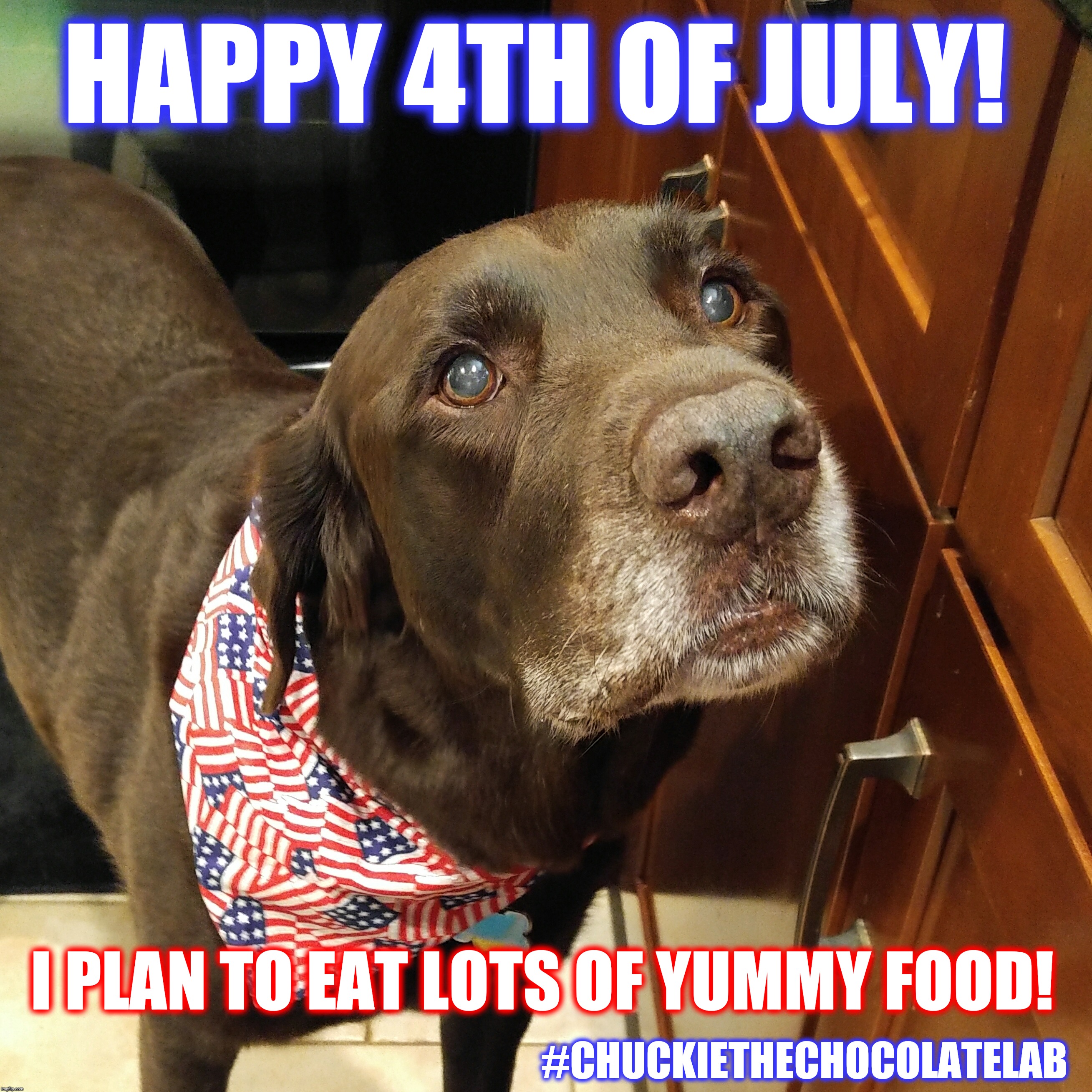 Happy 4th of July!  | HAPPY 4TH OF JULY! I PLAN TO EAT LOTS OF YUMMY FOOD! #CHUCKIETHECHOCOLATELAB | image tagged in chuckiethechocolatelab,dogs,july 4th,4th of july,holidays,memes | made w/ Imgflip meme maker