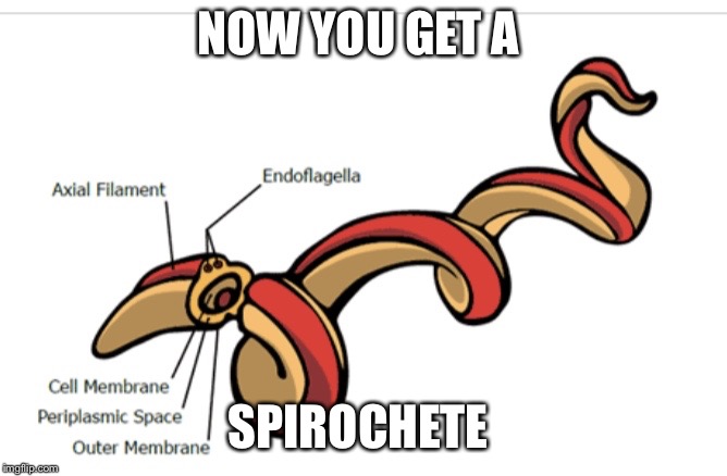 NOW YOU GET A; SPIROCHETE | image tagged in lyme spirochete | made w/ Imgflip meme maker