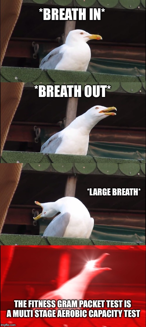 Inhaling Seagull Meme | *BREATH IN*; *BREATH OUT*; *LARGE BREATH*; THE FITNESS GRAM PACKET TEST IS A MULTI STAGE AEROBIC CAPACITY TEST | image tagged in memes,inhaling seagull | made w/ Imgflip meme maker