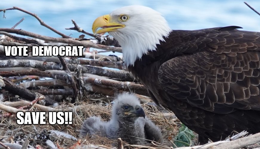 VOTE 
DEMOCRAT; SAVE US!! | image tagged in vote democrat | made w/ Imgflip meme maker