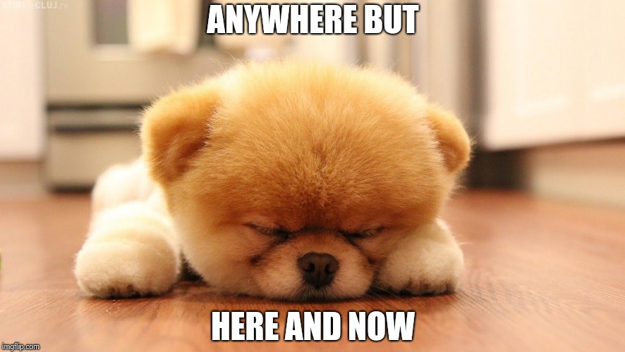 Sleeping dog | ANYWHERE BUT HERE AND NOW | image tagged in sleeping dog | made w/ Imgflip meme maker