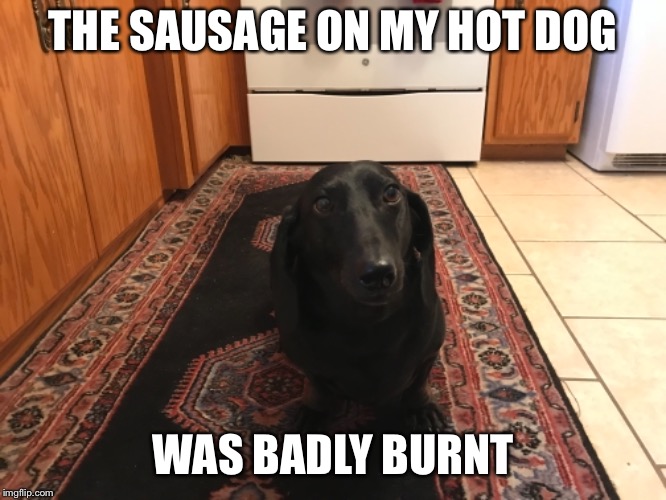 THE SAUSAGE ON MY HOT DOG; WAS BADLY BURNT | image tagged in memes,animals,dogs,dachshunds | made w/ Imgflip meme maker