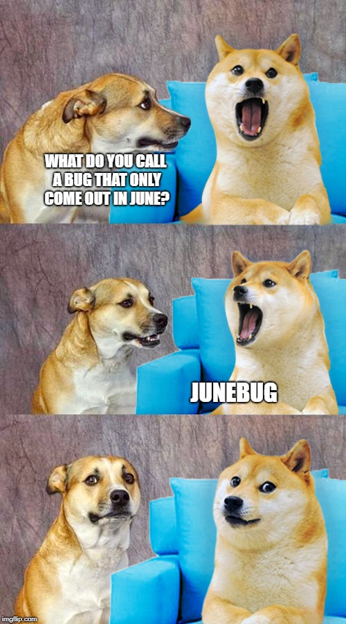 Dad Joke Doge | WHAT DO YOU CALL A BUG THAT ONLY COME OUT IN JUNE? JUNEBUG | image tagged in dad joke doge,junebugs,june | made w/ Imgflip meme maker