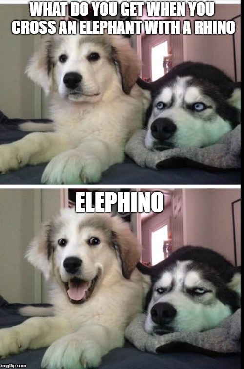 bad joke dogs | WHAT DO YOU GET WHEN YOU CROSS AN ELEPHANT WITH A RHINO; ELEPHINO | image tagged in bad joke dogs | made w/ Imgflip meme maker