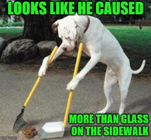 Dog Scooping Poop | LOOKS LIKE HE CAUSED MORE THAN GLASS ON THE SIDEWALK | image tagged in dog scooping poop | made w/ Imgflip meme maker