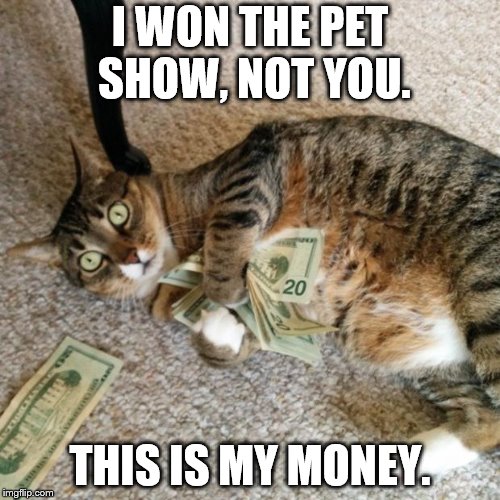 money cat | I WON THE PET SHOW, NOT YOU. THIS IS MY MONEY. | image tagged in money cat | made w/ Imgflip meme maker