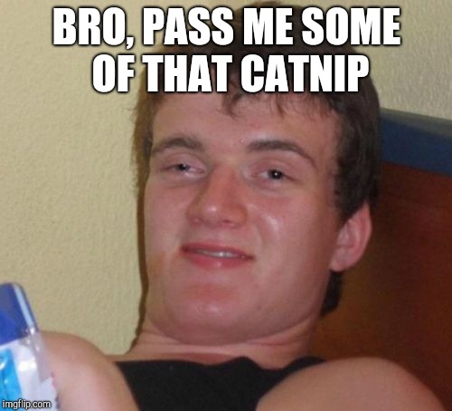 10 Guy Meme | BRO, PASS ME SOME OF THAT CATNIP | image tagged in memes,10 guy | made w/ Imgflip meme maker
