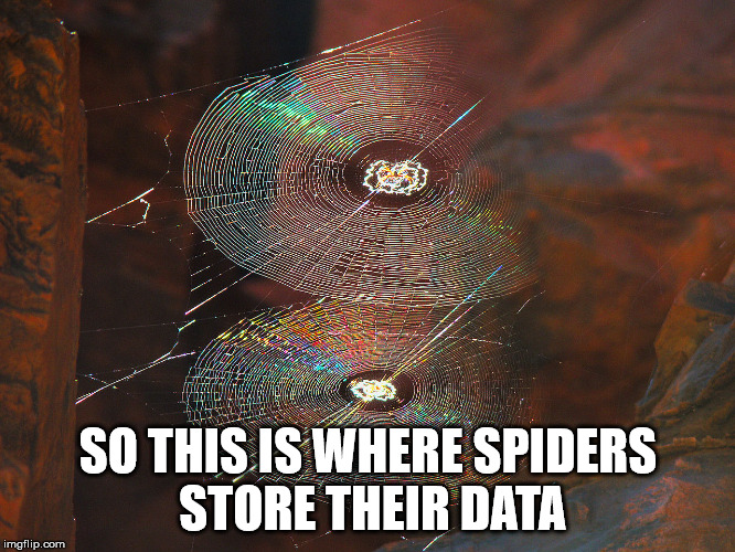 So this is where spiders store their data... |  SO THIS IS WHERE SPIDERS STORE THEIR DATA | image tagged in spiders,dvd,web,data | made w/ Imgflip meme maker