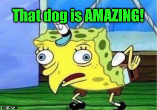 Mocking Spongebob Meme | That dog is AMAZING! | image tagged in memes,mocking spongebob | made w/ Imgflip meme maker