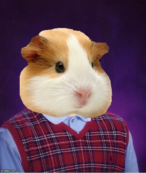 Hamster Meme Pfp Swag - Funny Hamster Pictures With Saying | Things