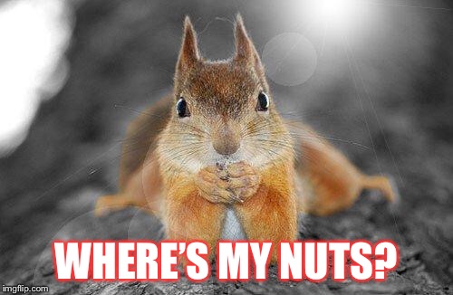 Squirrel therapist | WHERE’S MY NUTS? | image tagged in squirrel therapist | made w/ Imgflip meme maker