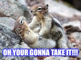 squirrel | OH YOUR GONNA TAKE IT!!! | image tagged in squirrel | made w/ Imgflip meme maker