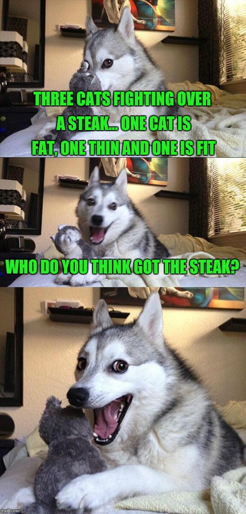 Bad Pun Dog Meme | THREE CATS FIGHTING OVER A STEAK... ONE CAT IS FAT, ONE THIN AND ONE IS FIT; WHO DO YOU THINK GOT THE STEAK? | image tagged in memes,bad pun dog | made w/ Imgflip meme maker