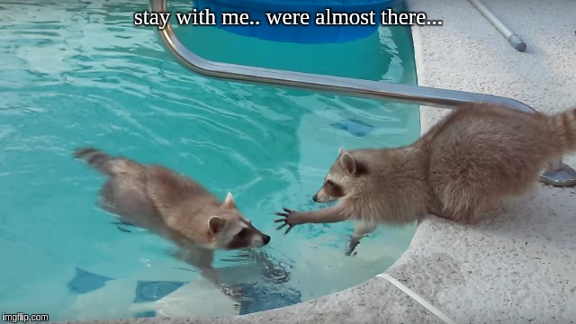 stay with me.. were almost there... | image tagged in racoon | made w/ Imgflip meme maker